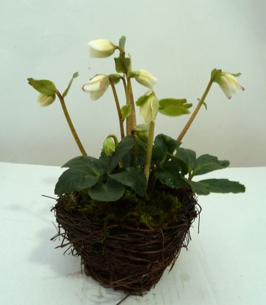 HELLEBORUS WINTERGOLD SALIM