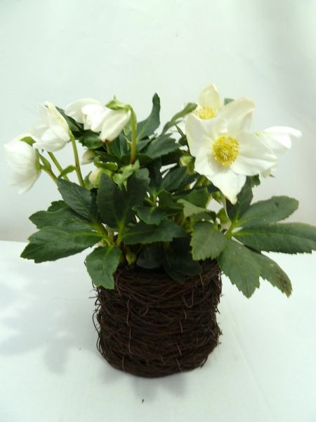HELLEBORUS WINTERGOLD SALIM ROND