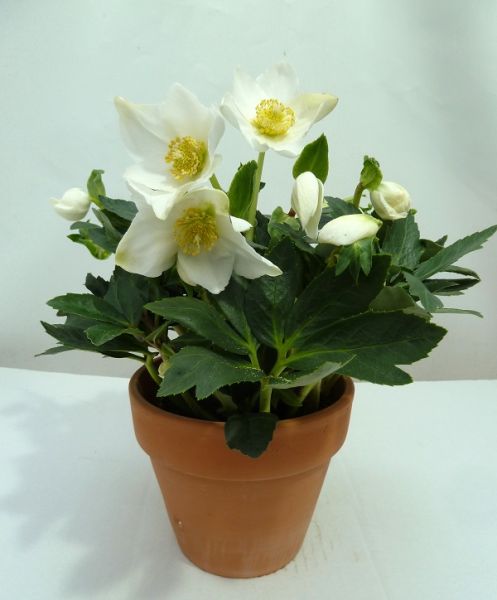 HELLEBORUS WINTERGOLD TERRACOTTA