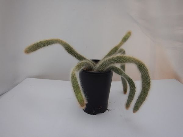 HILDEWINTERA COLADEMONONIS