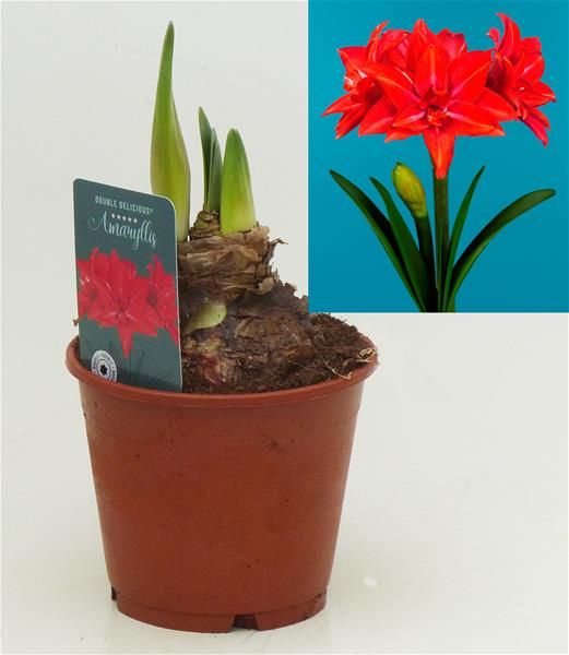 HIPPEASTRUM DOUBLE DELICIOUS