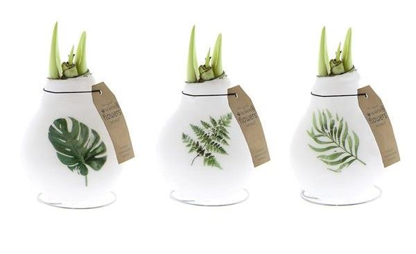 HIPPEASTRUM WAX BOTANICAL