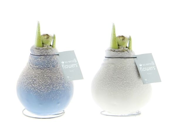 HIPPEASTRUM WAX FROZEN