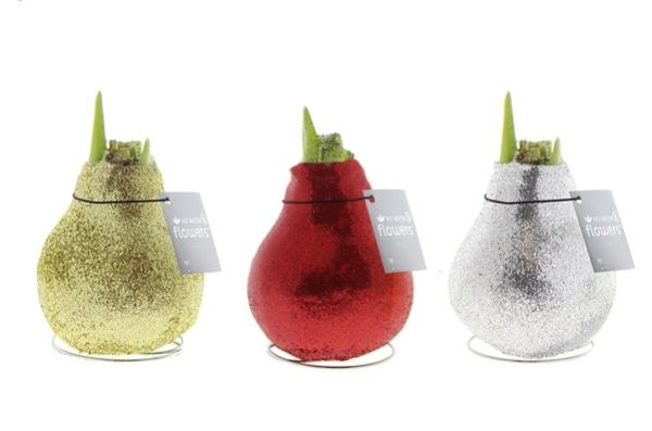 HIPPEASTRUM WAX GLITTER