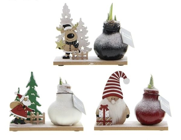 HIPPEASTRUM WAX WINTER WONDERLAND