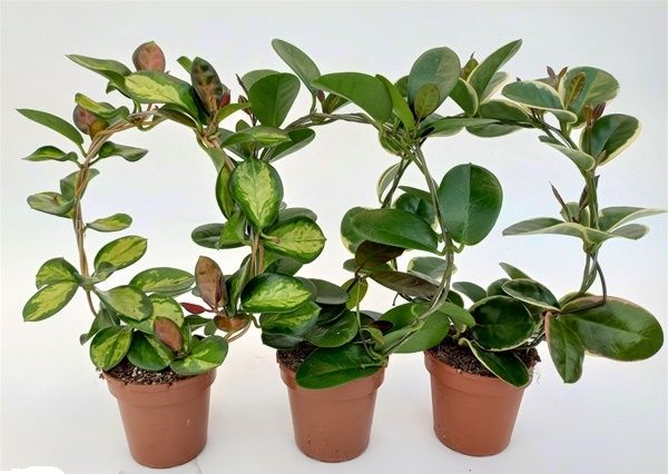 HOYA AUSTRALIS ARCEAU