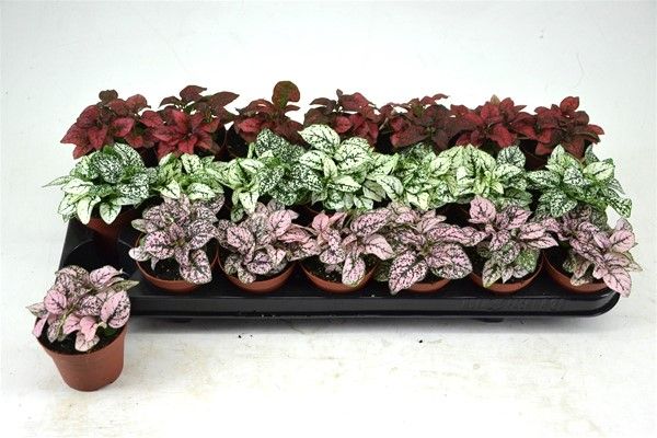 HYPOESTES PHYLLOSTACHYA MIX