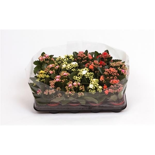 KALANCHOE CALANDIVA