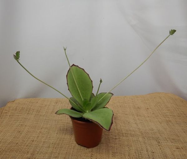 KALANCHOE SYNSEPALA