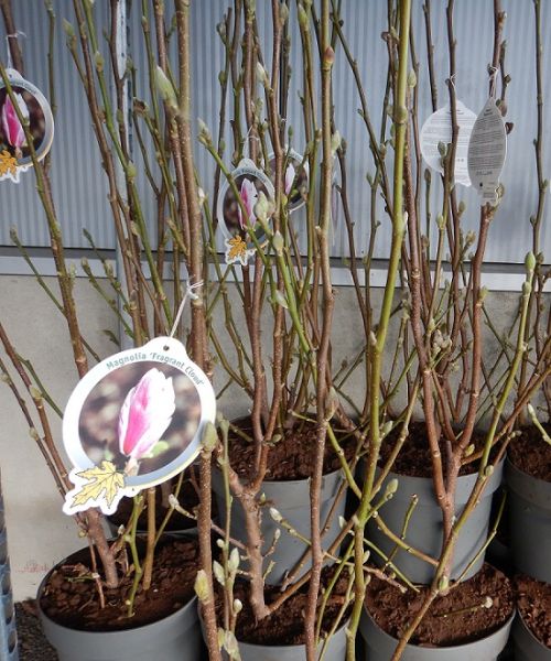 MAGNOLIA FRAGRANT CLOUD