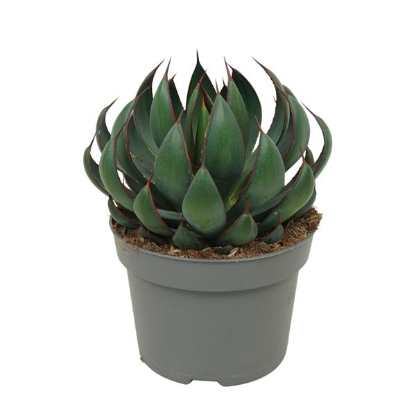 MANGAVE PRAYING HANDS