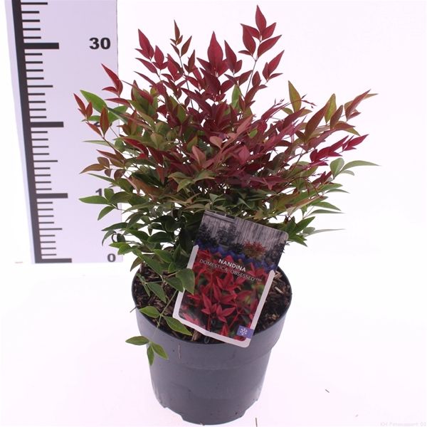 NANDINA DOMESTICA OBSESSED