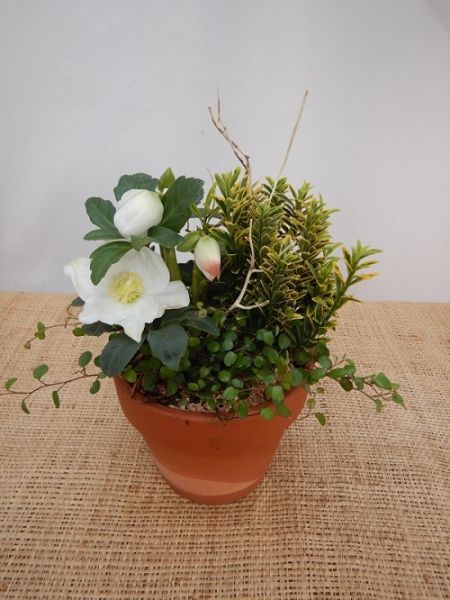 OFFRE EXT. HELLEBORUS 001