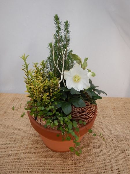 OFFRE EXT. HELLEBORUS 002