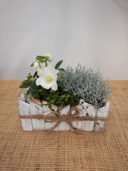 OFFRE EXT. HELLEBORUS 003