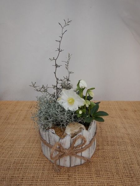 OFFRE EXT. HELLEBORUS 004