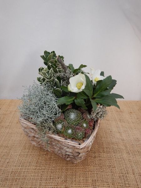 OFFRE EXT. HELLEBORUS 005