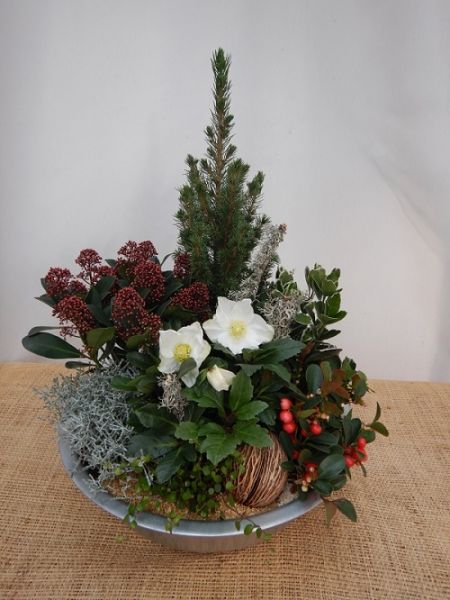 OFFRE EXT. HELLEBORUS 006