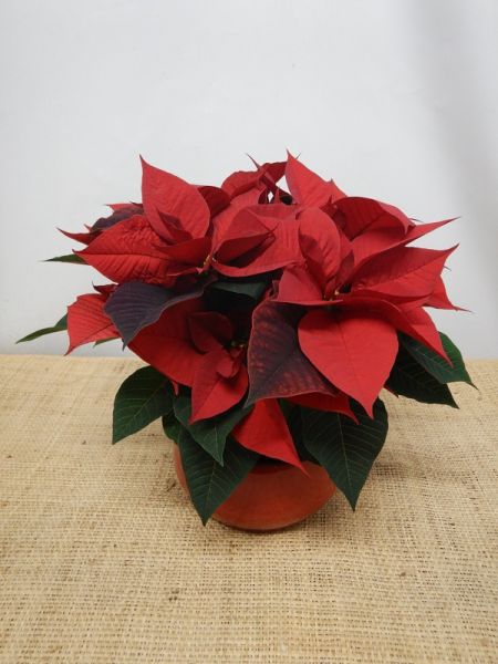 OFFRE POINSETTIA 01