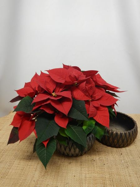 OFFRE POINSETTIA 02