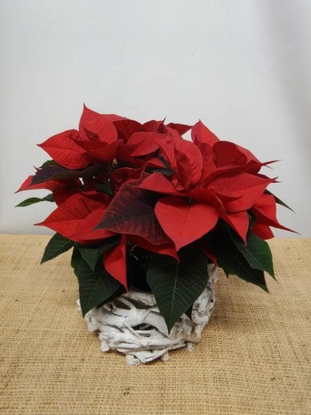 OFFRE POINSETTIA 03