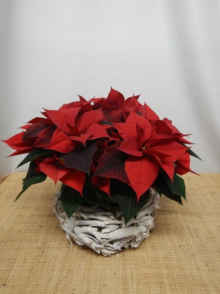 OFFRE POINSETTIA 04