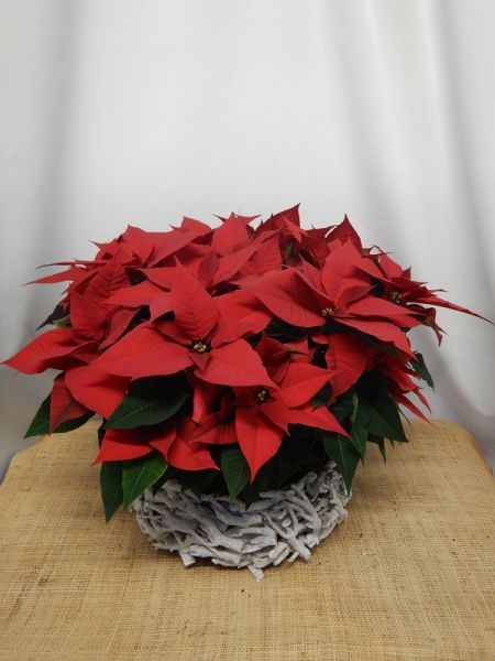 OFFRE POINSETTIA 05