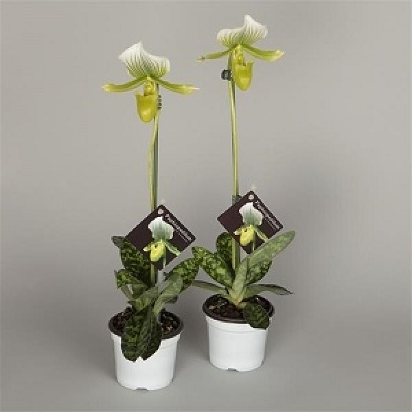 PAPHIOPEDILUM 1T MAUDIAE FEMMA