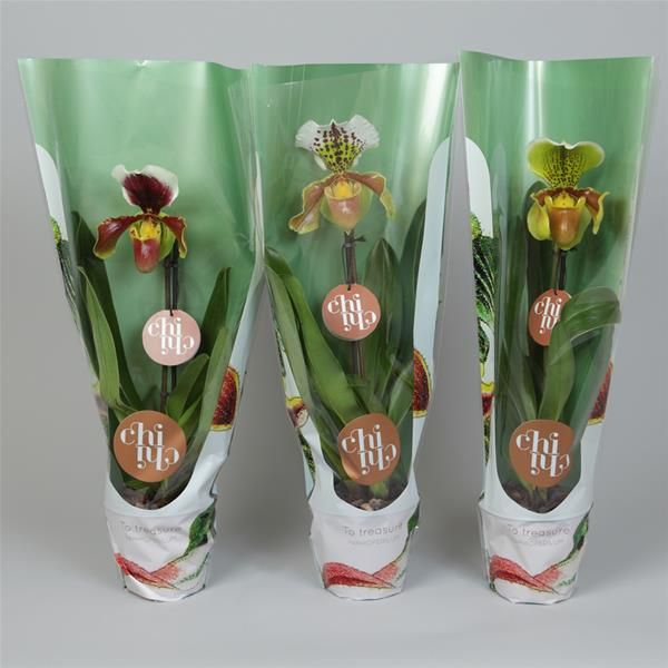 PAPHIOPEDILUM 1T USA MIX