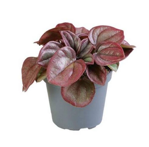 PEPEROMIA CAPERATA CAYENNE