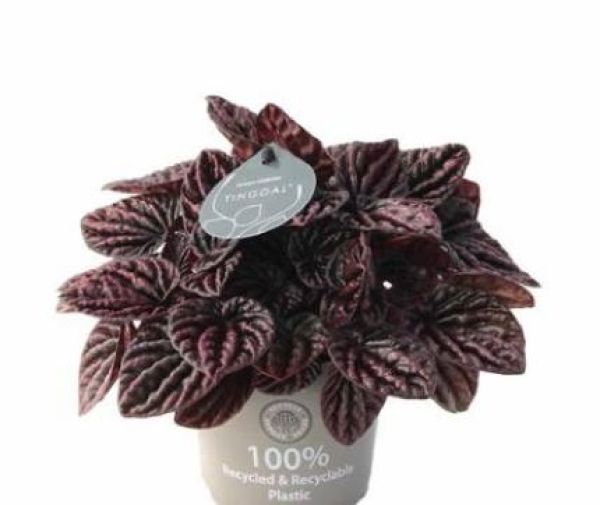 PEPEROMIA CAPERATA RED LUNA