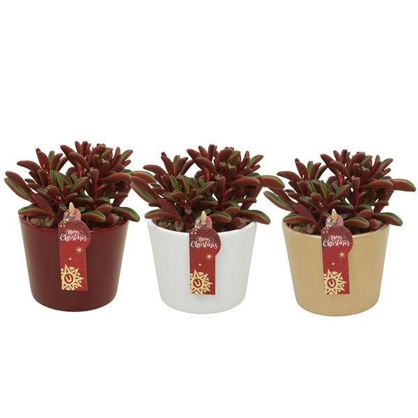 PEPEROMIA GRAVEOLENS +  CP