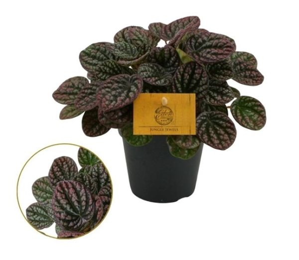 PEPEROMIA LUCINDA