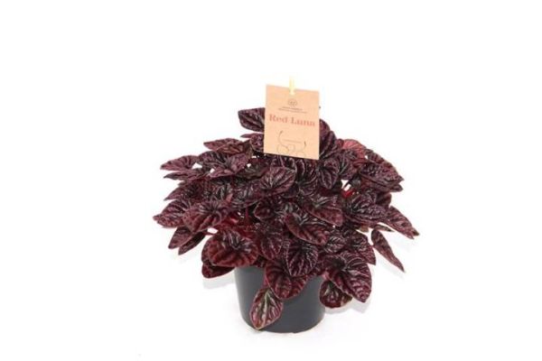 PEPEROMIA RED LUNA