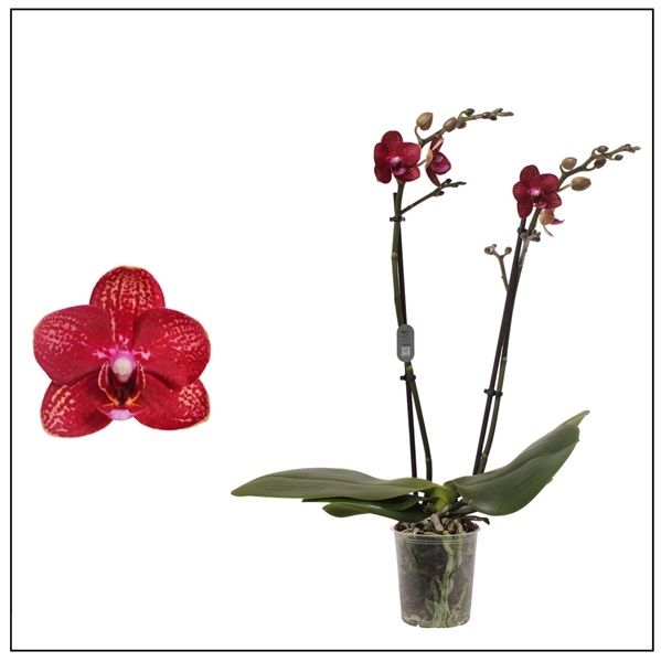 PHALAENOPSIS 2T MULTIFLORA  MILEY