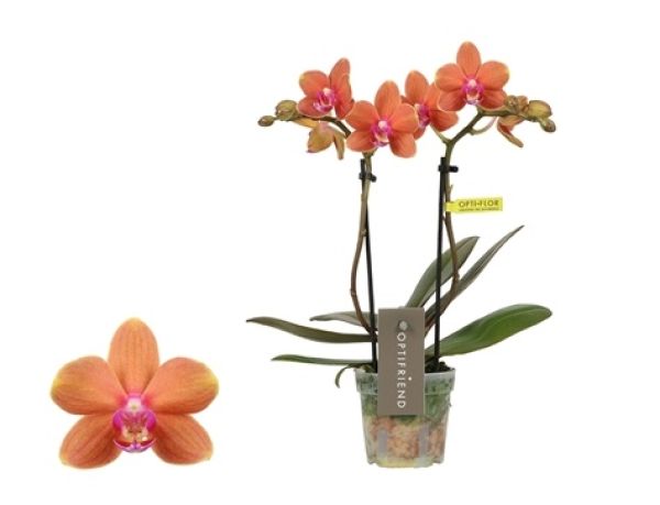 PHALAENOPSIS 2T ORANGE