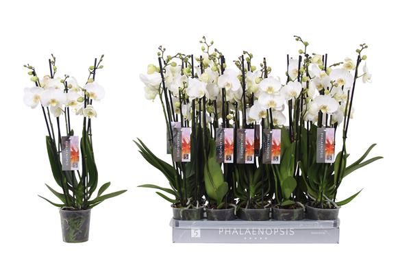 PHALAENOPSIS 5T WHITE PUNCH