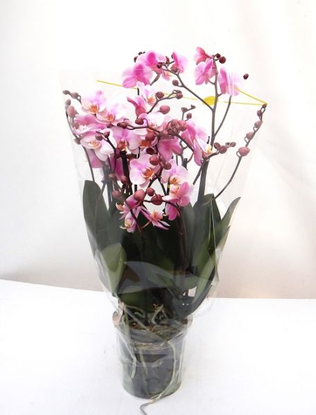 PHALAENOPSIS BELLISSIMO