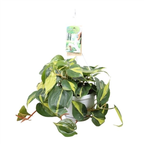 PHILODENDRON BRASIL SCANDENS