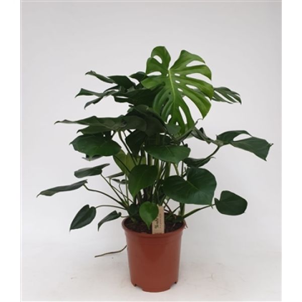 PHILODENDRON MONSTERA