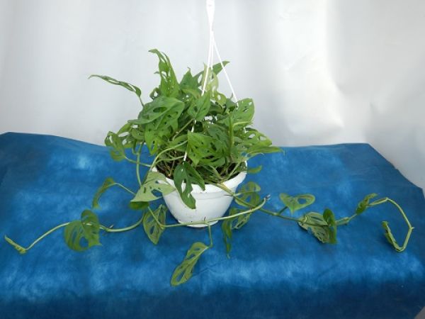 PHILODENDRON OBLICA MONKEY