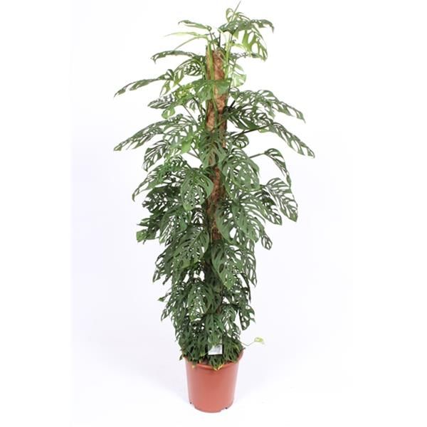 PHILODENDRON OBLICA MONKEY TUTEUR