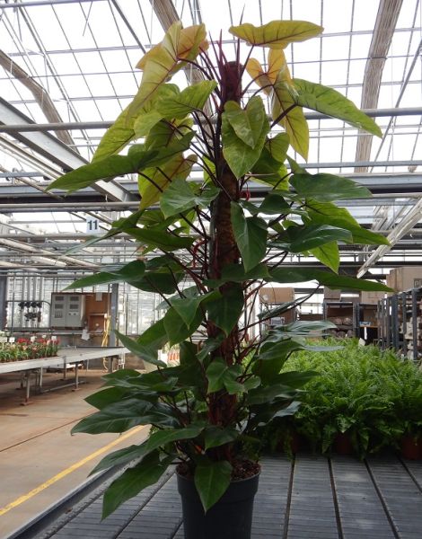 PHILODENDRON PAINTED LADY