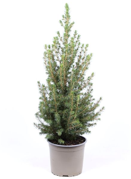 PICEA GLAUCA CONICA