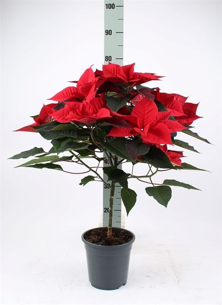 POINSETTIA TIGE