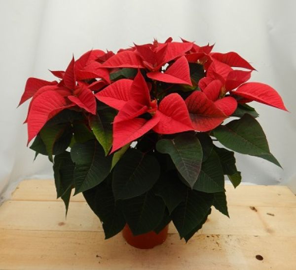 POINSETTIA TOUFFE