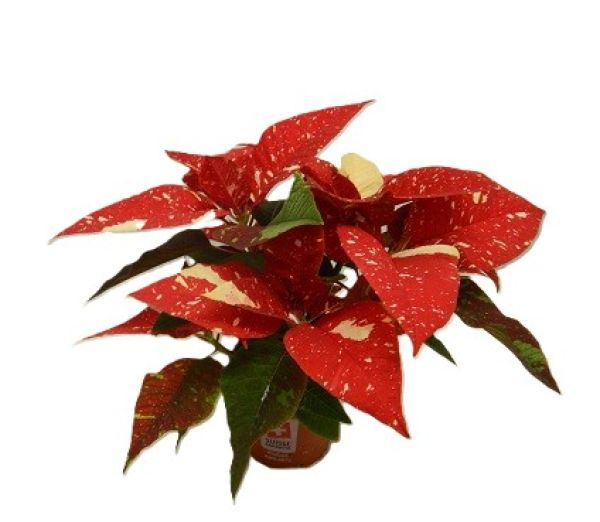 POINSETTIA TOUFFE