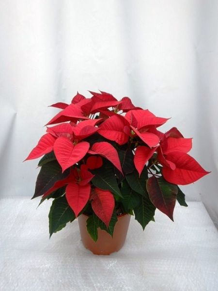 POINSETTIA TOUFFE