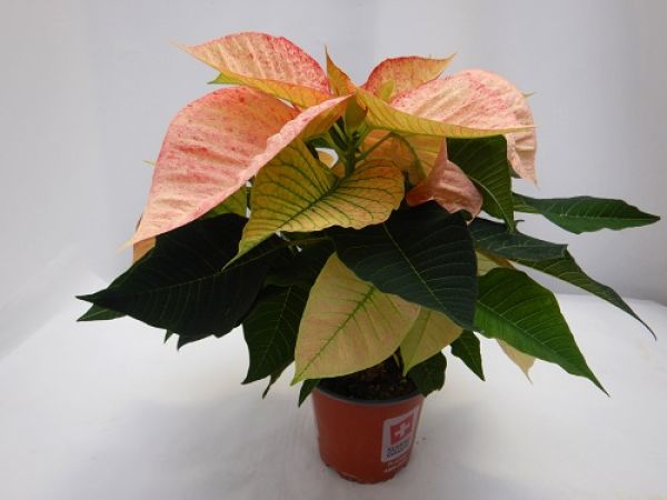 POINSETTIA TOUFFE