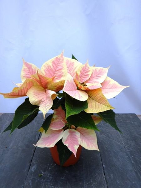 POINSETTIA TOUFFE